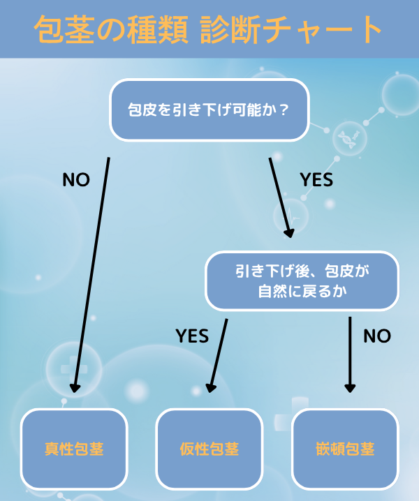 包茎の種類を判断する診断チャート